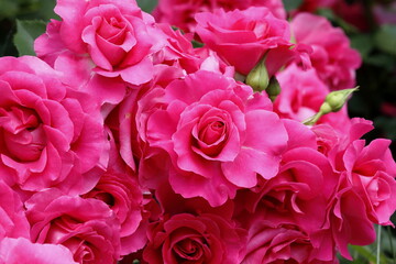 満開の薔薇