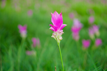 Vibrant Pink Siam Tulip Flower in a Lush Green Field. Close-up of a beautiful pink Siam Tulip, also known as Krachiao flower (Curcuma sessilis), blooming brightly in its natural green habitat.