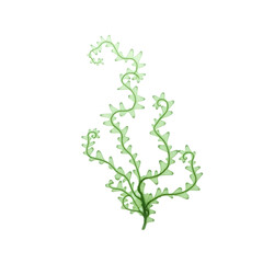 Fototapeta premium Intricate depiction of a slender kelp plant with its ribbonlike leaves showcased against a simple backdrop