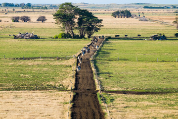 Dairy cows walking away down dirt track to paddock after milking