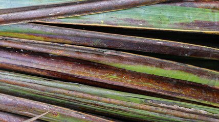 Close-up of Dried Coconut Leaves Textured Background of Nature's Hues