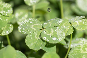 雨のしずくが落ちる瞬間の四つ葉のクローバー