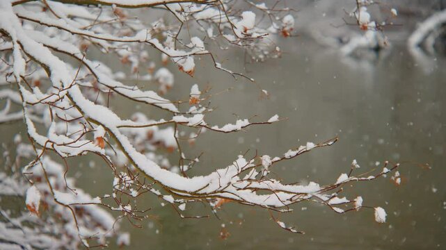 Slow motion video shows falling snowflakes landing on cherry blossom branches, creating a contrast between spring blossoms and winter snow.