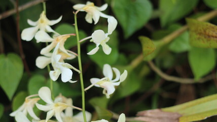 Delicate White Orchid Flowers Blooming in Lush Greenery