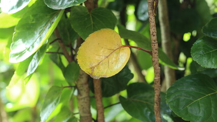Single Yellow Leaf on a Green Bush Autumn Colors in Nature Photography