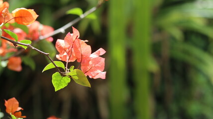 Vibrant Coral Bougainvillea Flower in Lush Green Foliage