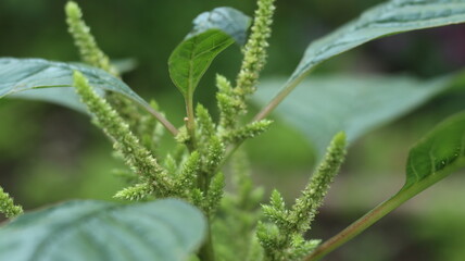 Close-up View of Amaranth Plant Showing Green Flowers and Leaves