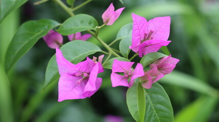 Vibrant Pink Bougainvillea Flowers Blooming in Lush Greenery