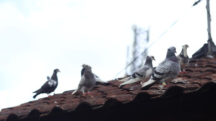 Pigeons Perched on a Rustic Tile Roof Under a Cloudy Sky