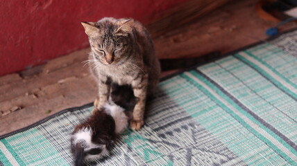 Mother Cat Tenderly Nursing Her Kitten on a Mat