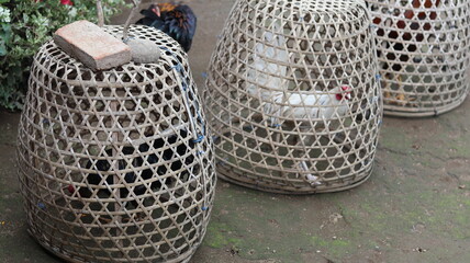 Traditional Woven Chicken Coops  Southeast Asian Poultry Keeping