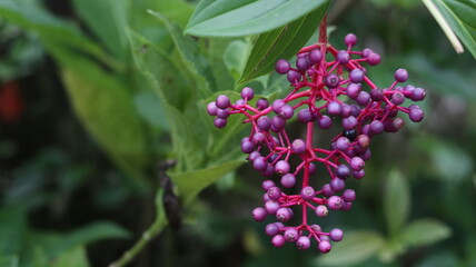Vibrant Purple Berries Hanging on Lush Green Foliage