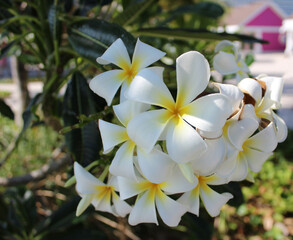 Blooming phumelia or Champa flower at Bahamas island