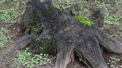 Ancient Tree Stump Covered in Moss A Nature Photography