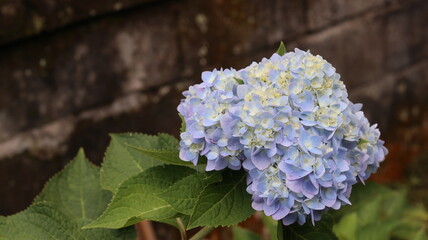 Stunning Close-Up of a Delicate Light Blue Hydrangea Bloom