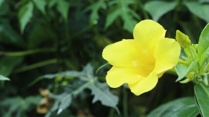 Vibrant Yellow Flower Blooming in Lush Greenery