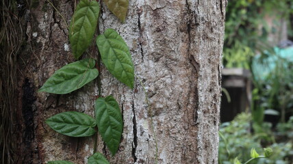 Lush Green Vines Climbing a Weathered Tree Trunk in a Tropical Garden