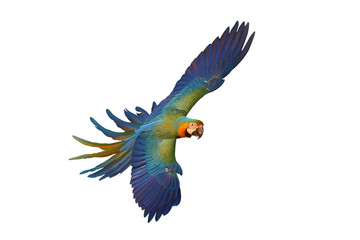 Colorful flying Catalina Macaw parrot isolated on transparent background png file	