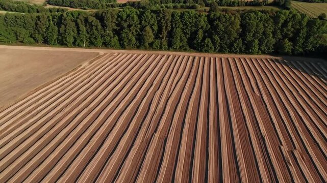 an aerial view of a vast field of brown soil, meticulously prepared in neat parallel lines.  The soil is brown and rich, ready for planting, extending as far as the eye can see