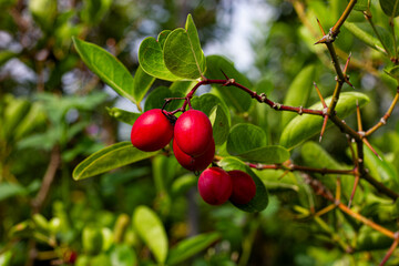 Close-up of a cluster of bright red oval fruits on a thorny branch with green leaves, highlighting nature or healthy eating.