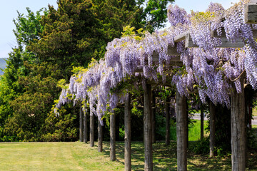 北海道洞爺湖町、洞爺湖畔で見事な花を咲かせる栄藤【6月】