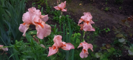 Horizontal image of blooming peach-colored iris flowers in a garden. Elegant petals with orange beards, surrounded by green foliage in soft natural light.