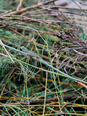 Oriental garden lizard In portrait 