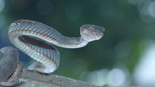 snake in the rain