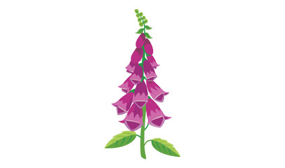 Cartoon Illustration of a Vibrant Pink Foxglove Flower with Green Stem and Leaves © Rafijur	