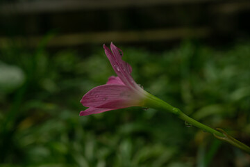 Pink rain lily