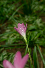 Pink rain lily