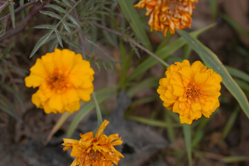 Orange french marigold flower blossom in garden, Orange french Mari Gold flowers for decorate garden, Close up of beautiful small marigold flower in garden. Marigold flowers bloom in nature