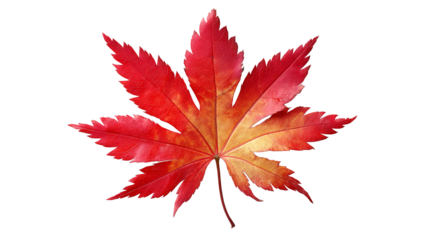 Vibrant red and yellow maple leaf with distinct pointed lobes, isolated against a white background