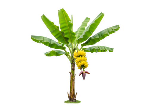 banana tree with transparent and white background, PNG