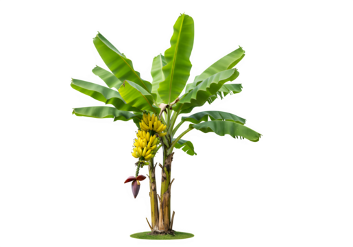 banana tree with transparent and white background, PNG