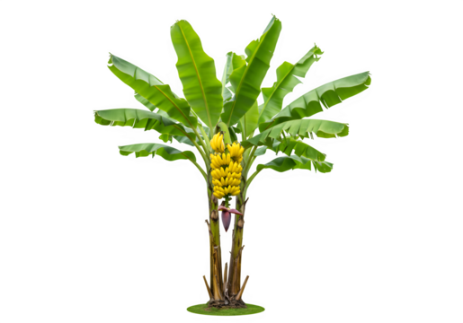 banana tree with transparent and white background, PNG