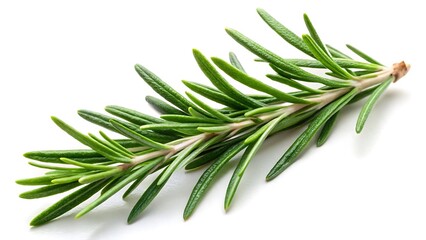 Fototapeta premium Rosemary twig isolated on white background