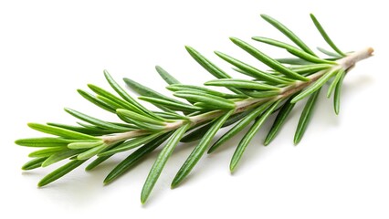 Fototapeta premium Rosemary twig isolated on white background
