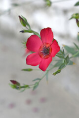 Fototapeta premium Linum Grandiflorum Rubrum Scarlet Flax bloomed in the garden on a flower bed, Red Linum Grandiflorums closeup in nature, Red flaxs or flowering flaxs, scarlet flax, crimson flax flower head close-up