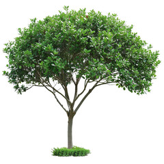 Big tree isolate on PNG background