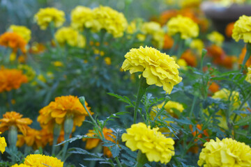 Yellow french marigold flower blossom in garden, Yellow french Mari Gold flowers for decorate garden, Close up of beautiful small marigold flower in garden. Marigold flowers bloom in nature