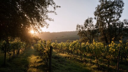Serene Vineyard Landscape at Sunrise with Lush Green Vines and Soft Golden Light in Quiet Countryside Setting