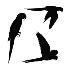 Vector Flying and Sitting Parrot Silhouette Set Isolated on White Background