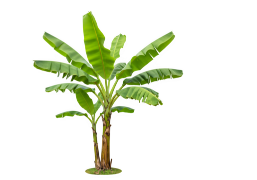 banana tree with transparent and white background, PNG