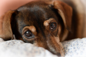 Hope. Portrait of a dog
