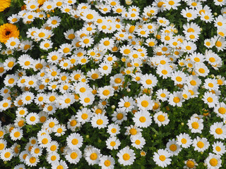 クリサンセマムの白い花