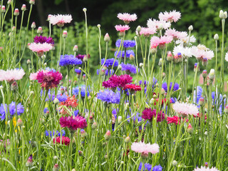 群生するヤグルマソウ