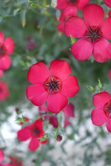 Fototapeta premium Linum Grandiflorum Rubrum Scarlet Flax bloomed in the garden on a flower bed, Red Linum Grandiflorums closeup in nature, Red flaxs or flowering flaxs, scarlet flax, crimson flax flower head close-up