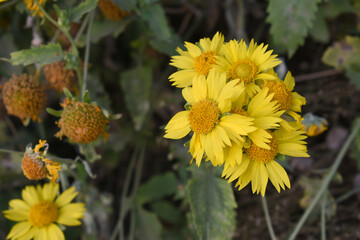 Golden Crownbeard (Also called Golden Crownbeard, Copen Daisy, golden crown beard) in the nature, Golden Crownbeard Flower closeup,Beautiful yellow flower closseup in nature Chakwal, Punjab, Pakistan