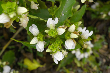 A green Plant of Justicia adhatoda vasica or malabar nut plant in selective focus and background blur, the white Justicia adhatoda blossom in spring, Chakwal, Punjab, Pakistan